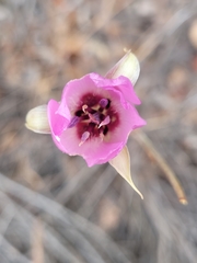 Calochortus splendens