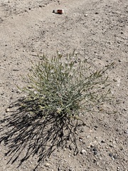 Chaetadelpha wheeleri