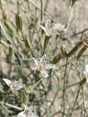 Chaetadelpha wheeleri