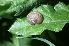 Cornu aspersum