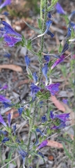 Echium tuberculatum