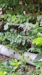 Trichodesma zeylanicum