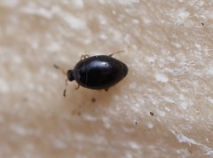 Coleoptera