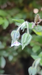 Trichodesma zeylanicum