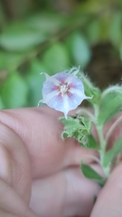 Trichodesma zeylanicum