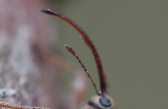 Curculio