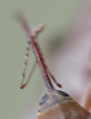 Curculio