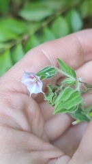 Trichodesma zeylanicum