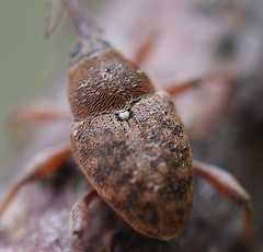 Curculio