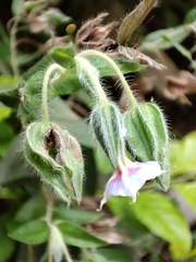 Trichodesma zeylanicum