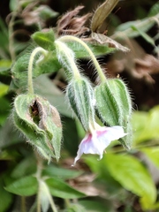 Trichodesma zeylanicum