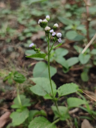 Ageratum image