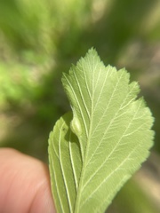 Blaesodiplosis venae