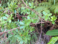 Vaccinium calycinum