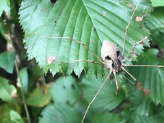 Bidentolophus bidens