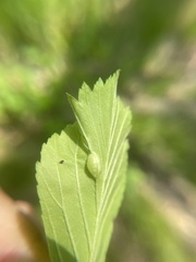 Blaesodiplosis venae