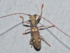 Olenecamptus bilobus