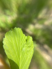 Blaesodiplosis venae