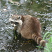 Eastern Raccoon - Photo (c) snakebird15, some rights reserved (CC BY-NC)