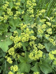 Alchemilla xanthochlora
