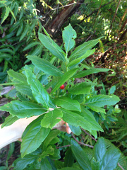 Vaccinium calycinum