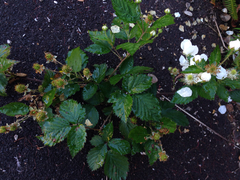 Rubus argutus
