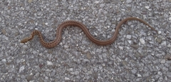 Zamenis lineatus