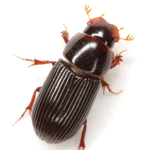 Ataenius platensis