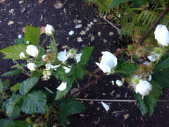 Rubus argutus