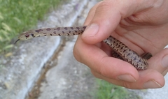 Zamenis lineatus