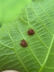 Phylloxera conica