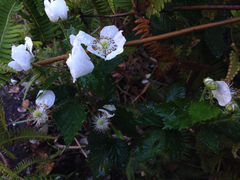 Rubus argutus