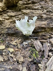 Loweomyces fractipes