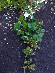 Rubus argutus