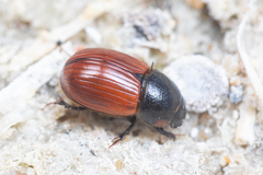 Aphodius pedellus