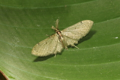 Brabirodes cerevia