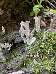 Loweomyces fractipes