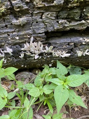 Loweomyces fractipes
