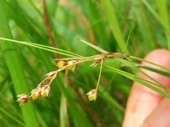 Luzula forsteri