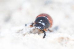 Aphodius pedellus
