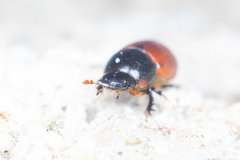 Aphodius pedellus