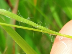 Luzula forsteri