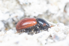 Aphodius pedellus