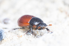 Aphodius pedellus