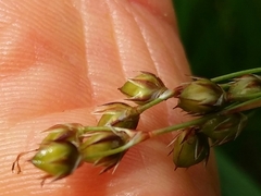 Luzula forsteri