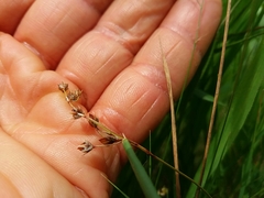 Luzula forsteri