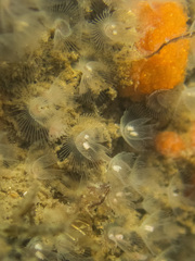 Phoronis