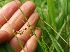 Luzula forsteri