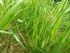 Luzula forsteri