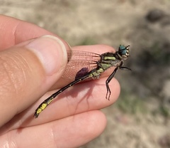 Hylogomphus geminatus